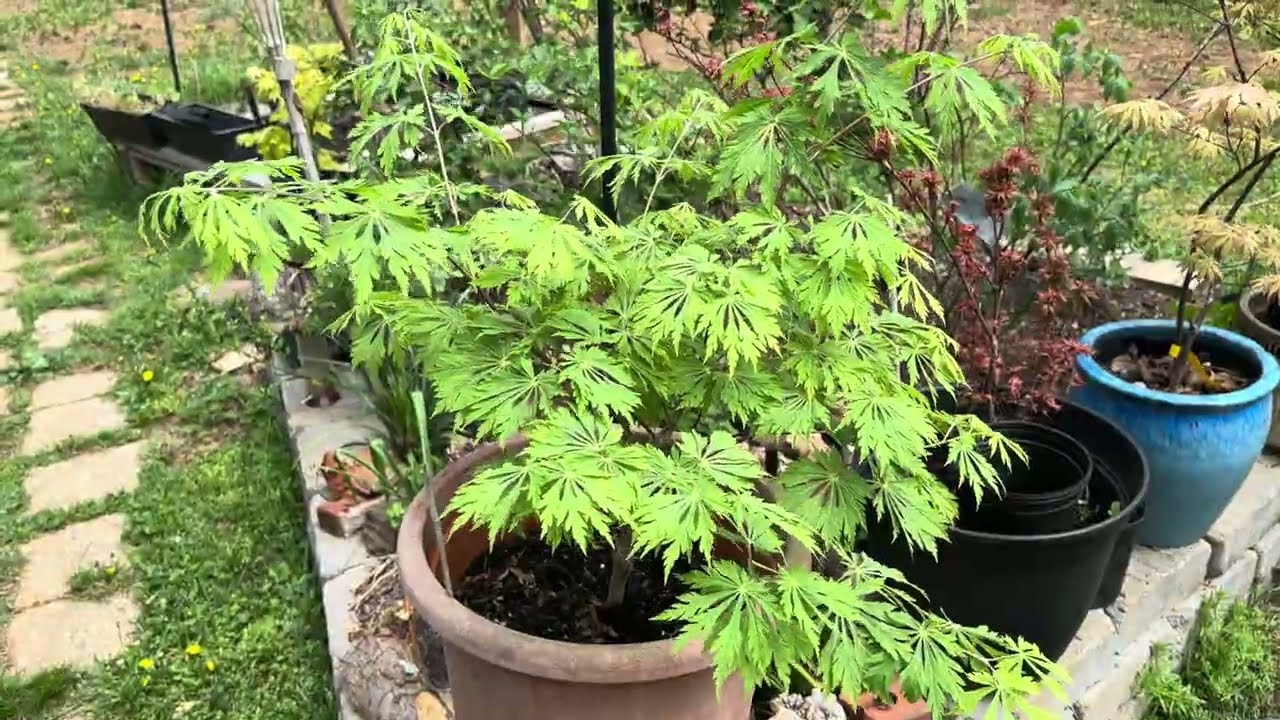 Year 3 Update - Dancing Peacock Japanese Maple