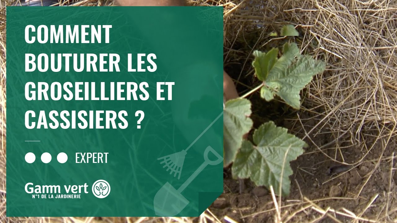 [TUTO] Comment bouturer les groseilliers et cassissiers ? &ndash; Jardinerie Gamm vert