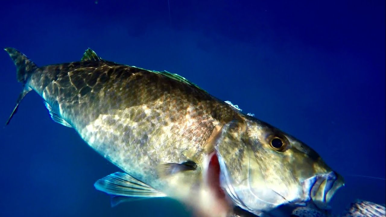Spearfishing Hawaii Maui | One Up One Down