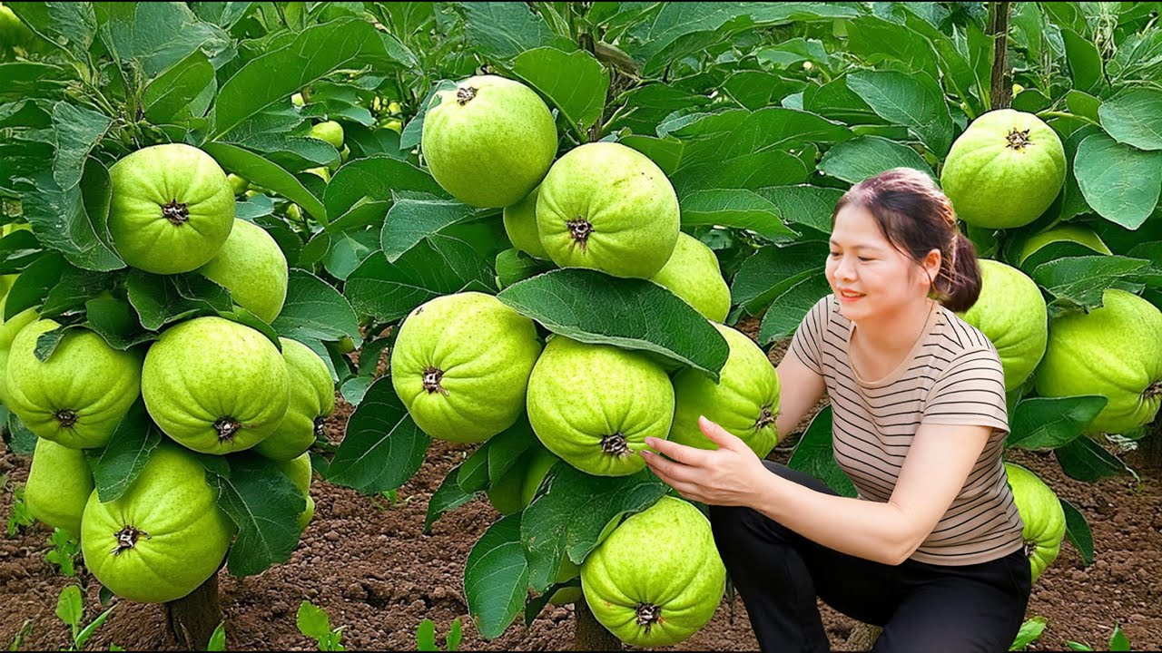 Harvesting Giant Dwarf Guava, Country Girl Makes Traditional Rice Popcorn With Rock Sugar