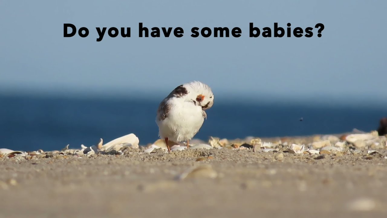 Piping Plover Babies! (The Cutest Thing Ever)