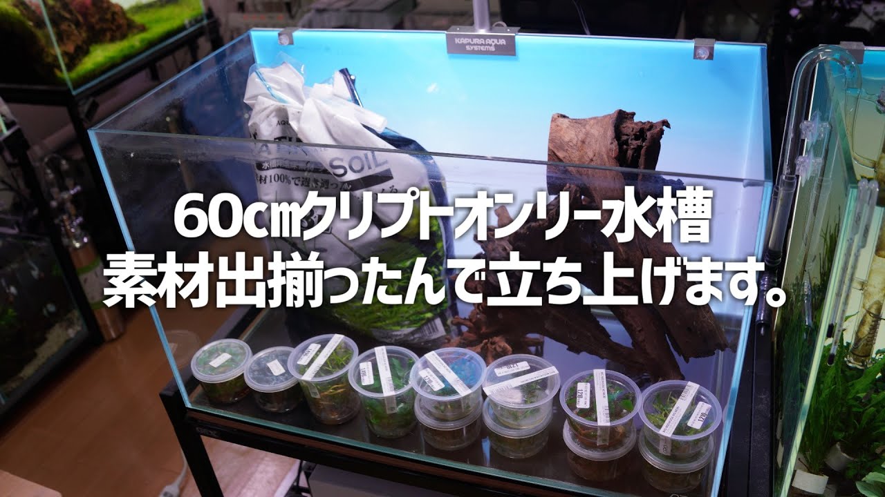 大量の陰性水草とカッコいい流木が揃ったので60㎝水槽立ち上げ作業開始。#357【アクアリウム】