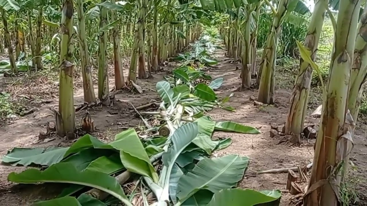 desfiando nossa bananeira