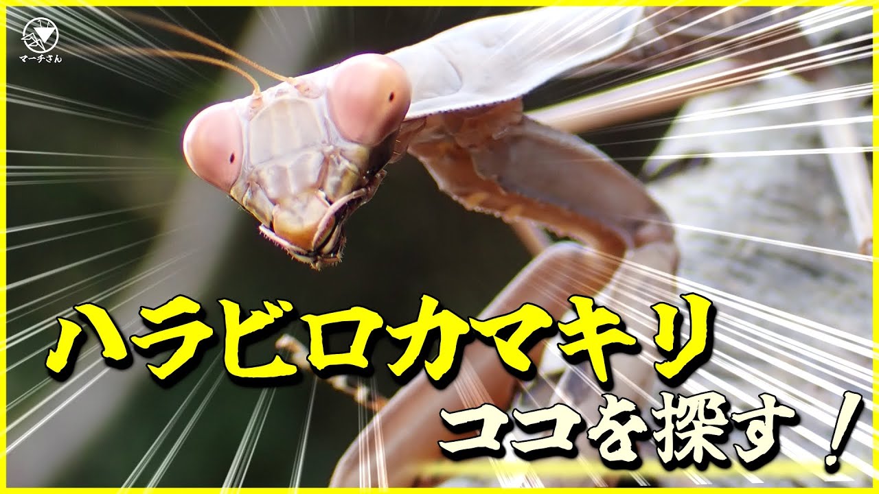 【カマキリ採集】大人気！ハラビロカマキリ採集のコツ！見つけ方を解説。