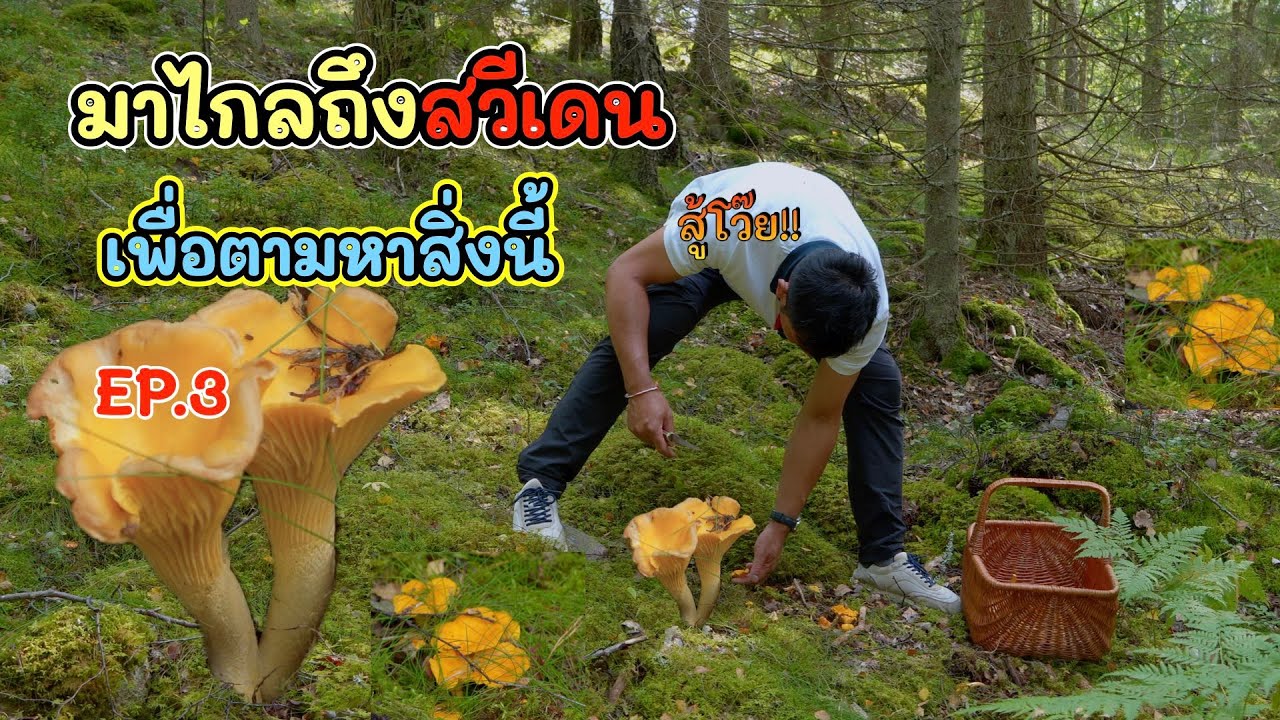 มาไกลถึงสวีเดน เพื่อสิ่งนี้ (อีกมุมของป่าใหญ่ในสวีเดน) - บุกป่าล่าเห็ดสวีเดน EP.3