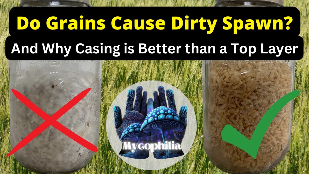 Grains Causing Contamination? And Why a Casing Layer Works Better than a Simple Top Layer