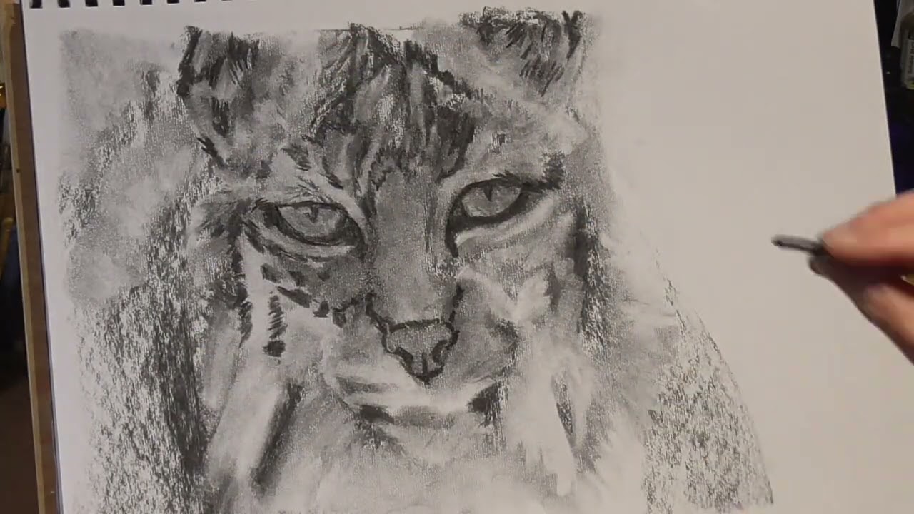Charcoal drawing of a bobcat by C.E.McHugh