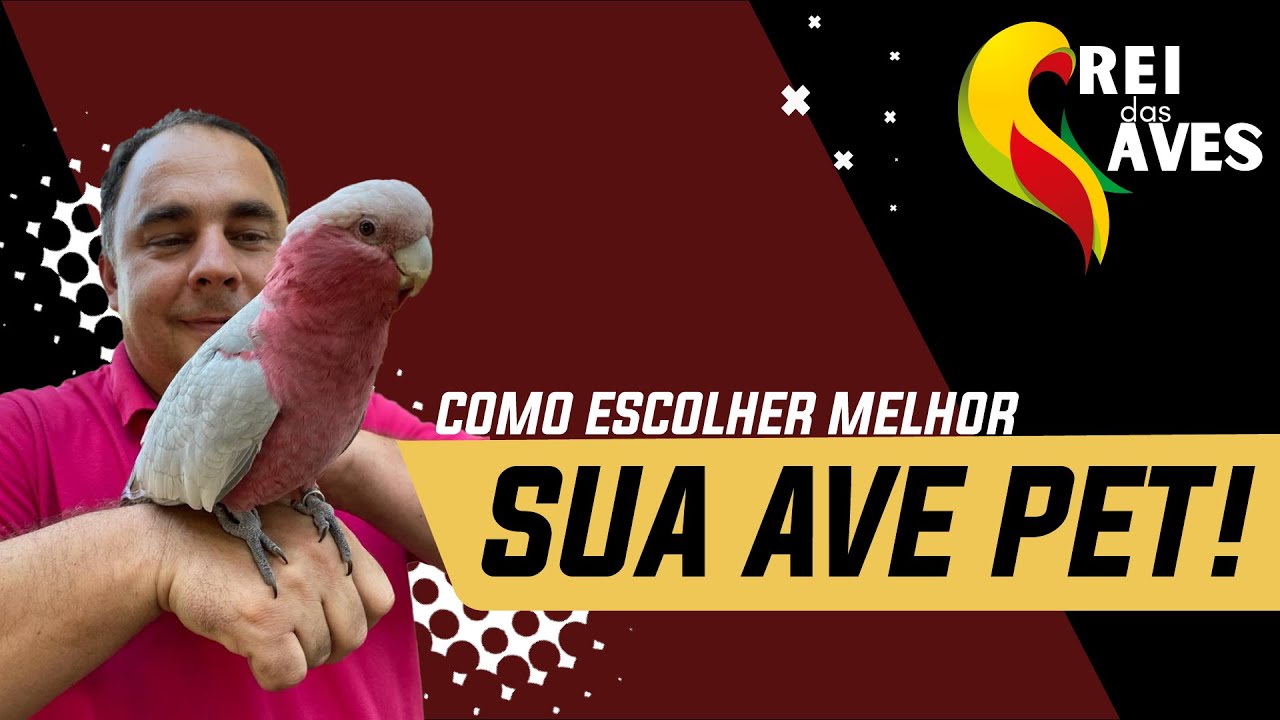 COMO ESCOLHER MELHOR SUA AVE PET