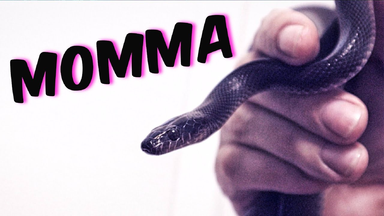 African House Snake Baby Care