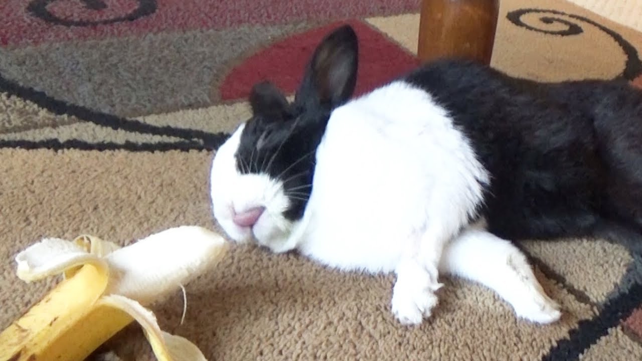 Sleeping rabbit wakes up at the sound of a banana