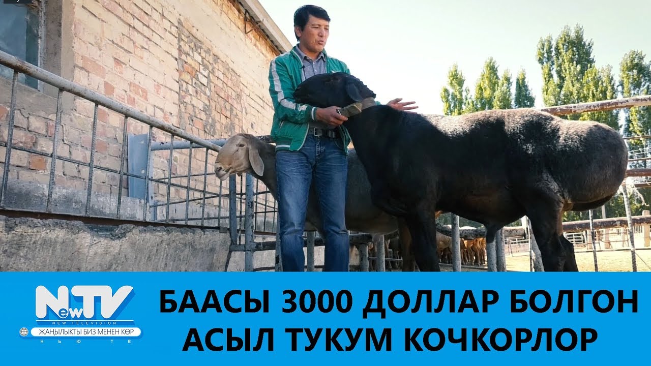 БААСЫ 3000 ДОЛЛАР БОЛГОН АСЫЛ ТУКУМ КОЧКОРЛОР\\АЗЫРКЫНЫН АЗАМАТТАРЫ