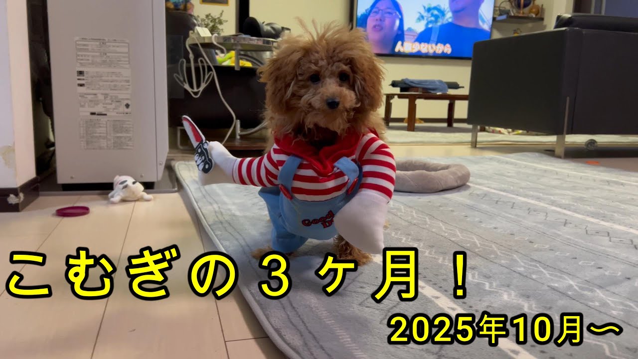 こむぎの３ヶ月
