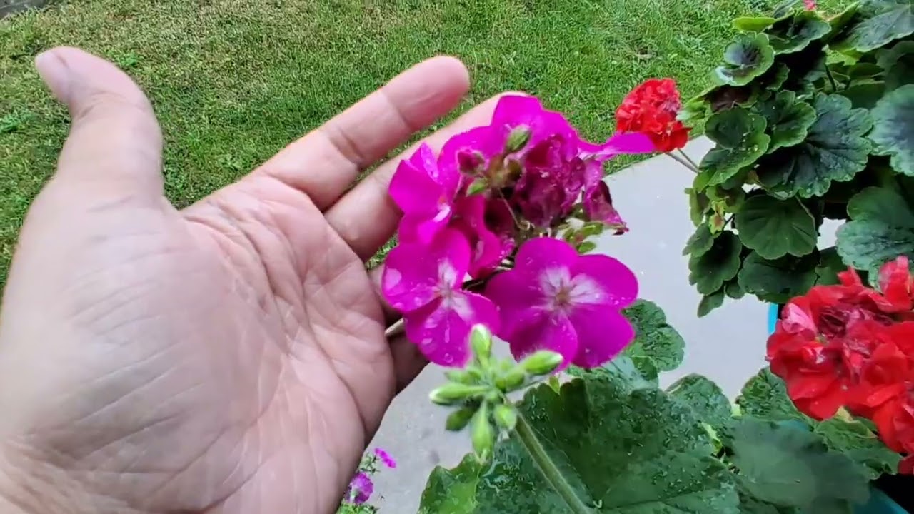 Mis Geranios en Octubre🌼🌸🪴🌼 #flores #geranios #jardín #plantas 