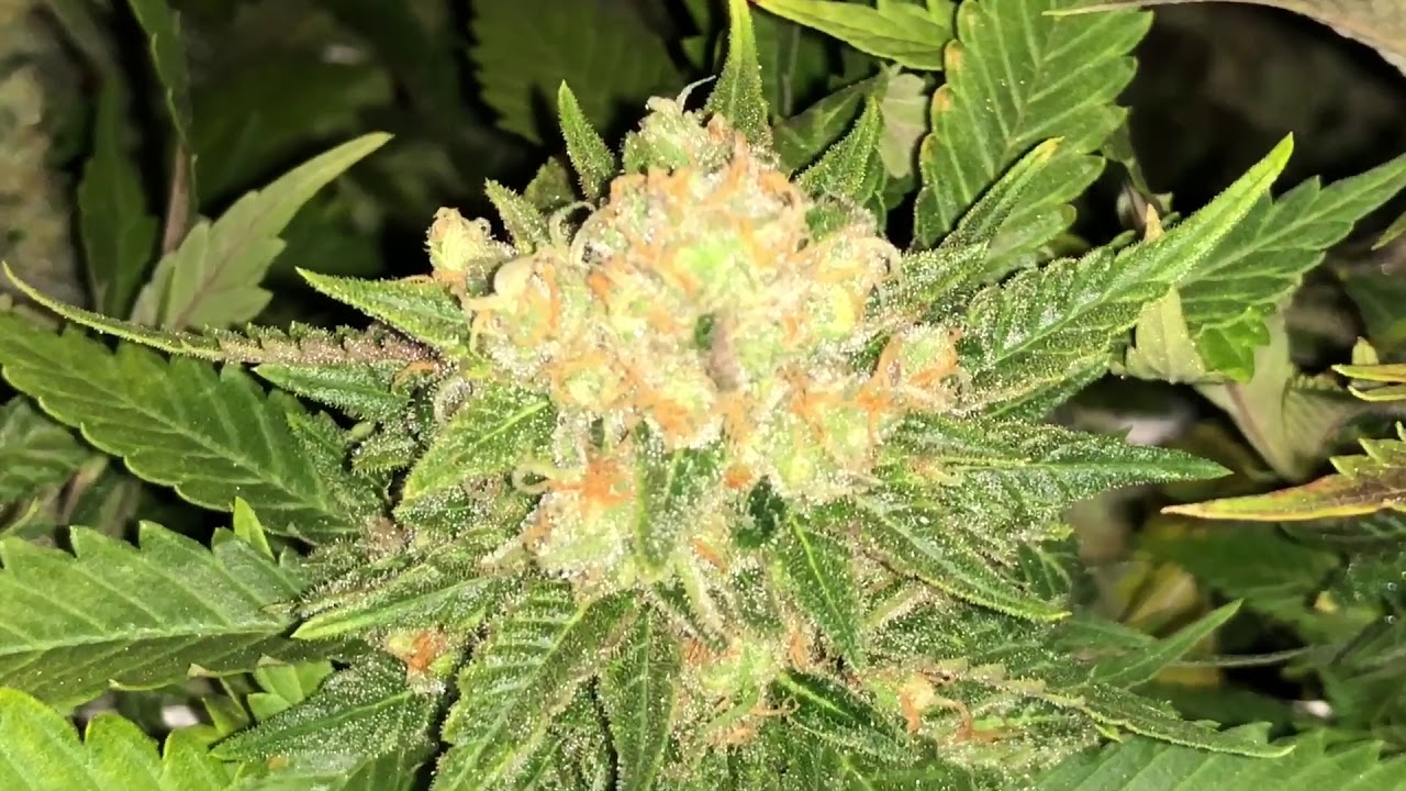 Week 9 flowering Northern Skunk