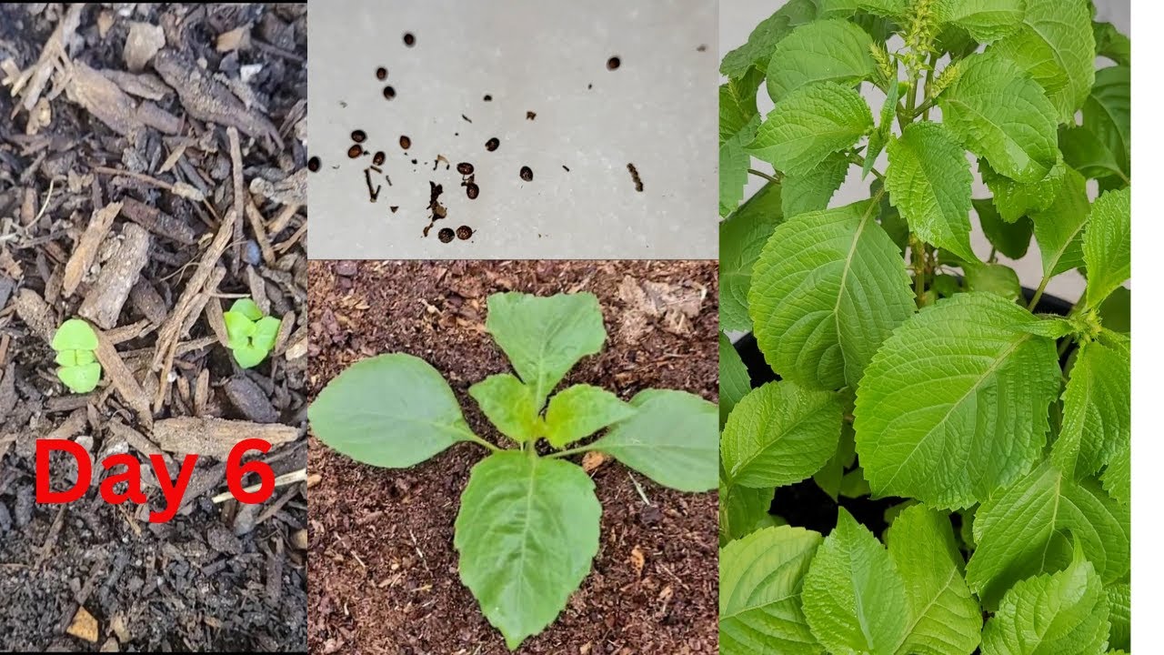 DETAILED Full Cycle on How To Plant & Harvest Scent Leaf || Nchawu || Efirin