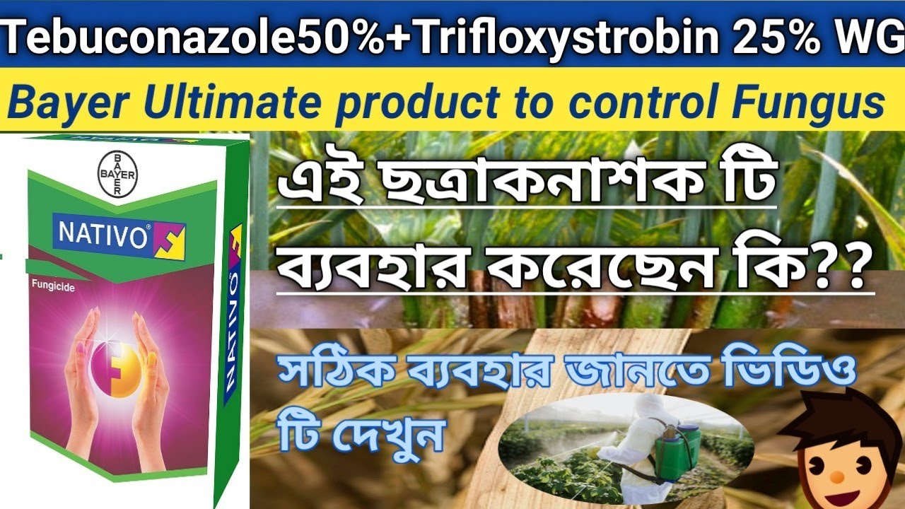 Nativo Fungicide uses || Bayer Nativo Fungicide || Tebuconazole 50%+Trifloxystrobin 25% WG ||