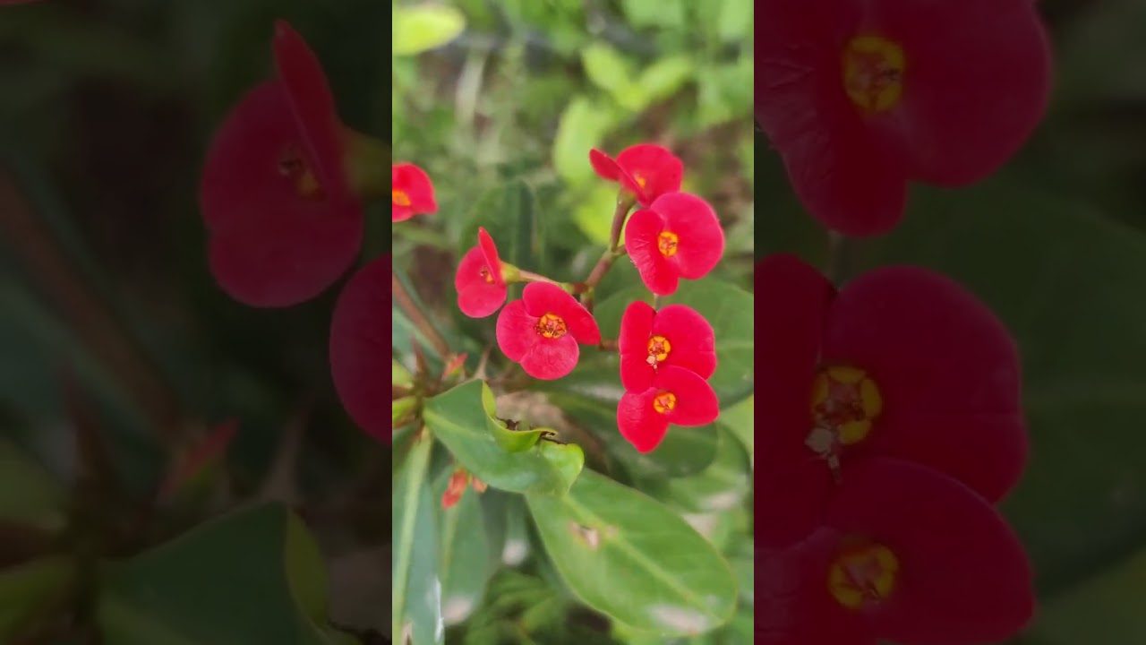 Наш Juls Garden - 14 февраля ❤️ Зима в Израиле 2026