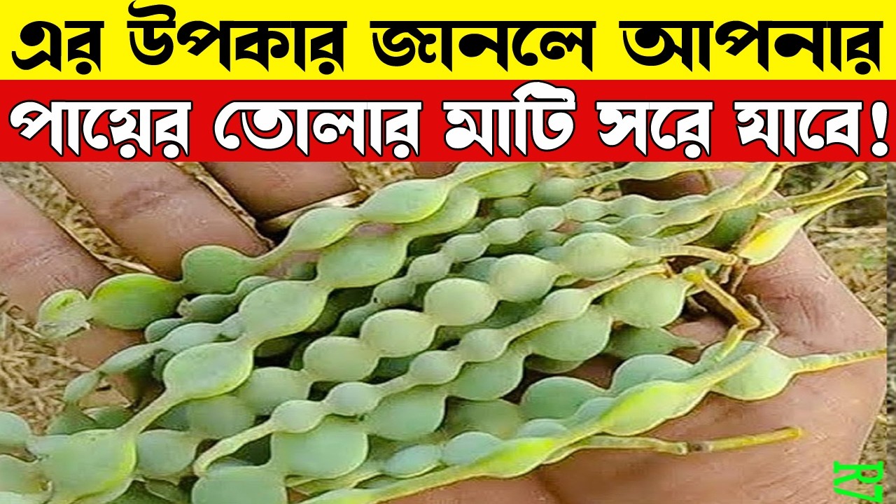 হাঁটু ও কোমরের ব্যথায় ববুলের জাদু | Babool Tree Benefits for Severe Joint Pain