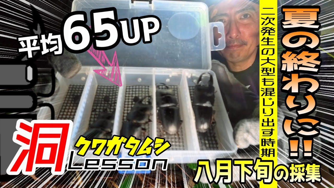 今期初場所は今使う⁉ 真夏の採れる条件＋二次発生でサイズも狙いやすくなる【クワガタムシ】