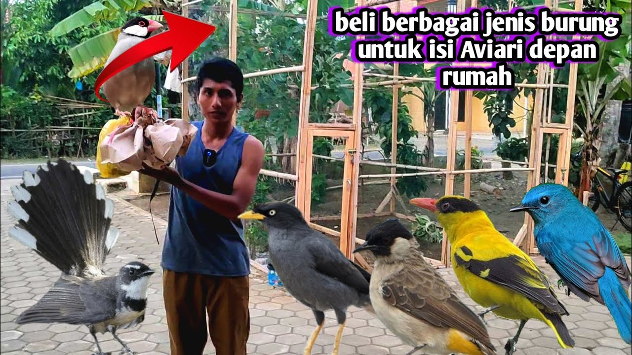 BELI BERBAGAI JENIS BURUNG UNTUK ISI AVIARY DEPAN RUMAH