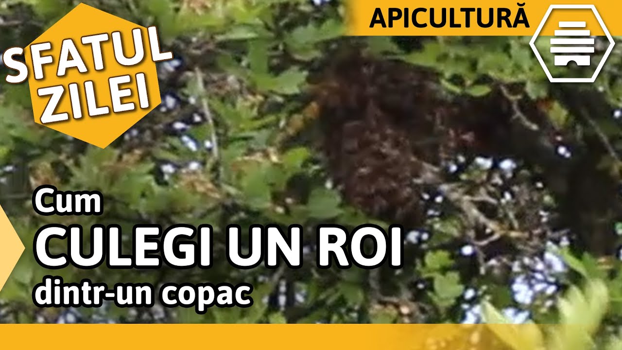 Cum CULEGI UN ROI dintr-un copac [Sfatul zilei 29.05.2020]