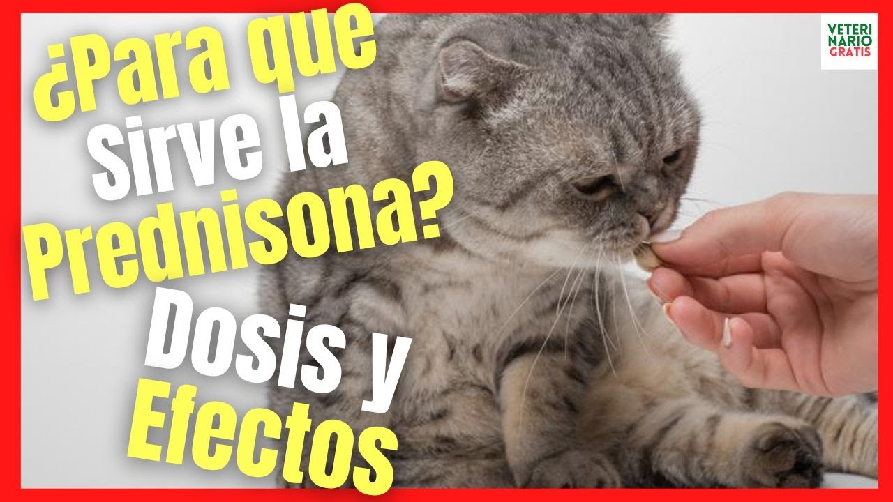 🍎 PREDNISONA PARA GATOS DOSIS Y PARA QUÉ SIRVE 🍎