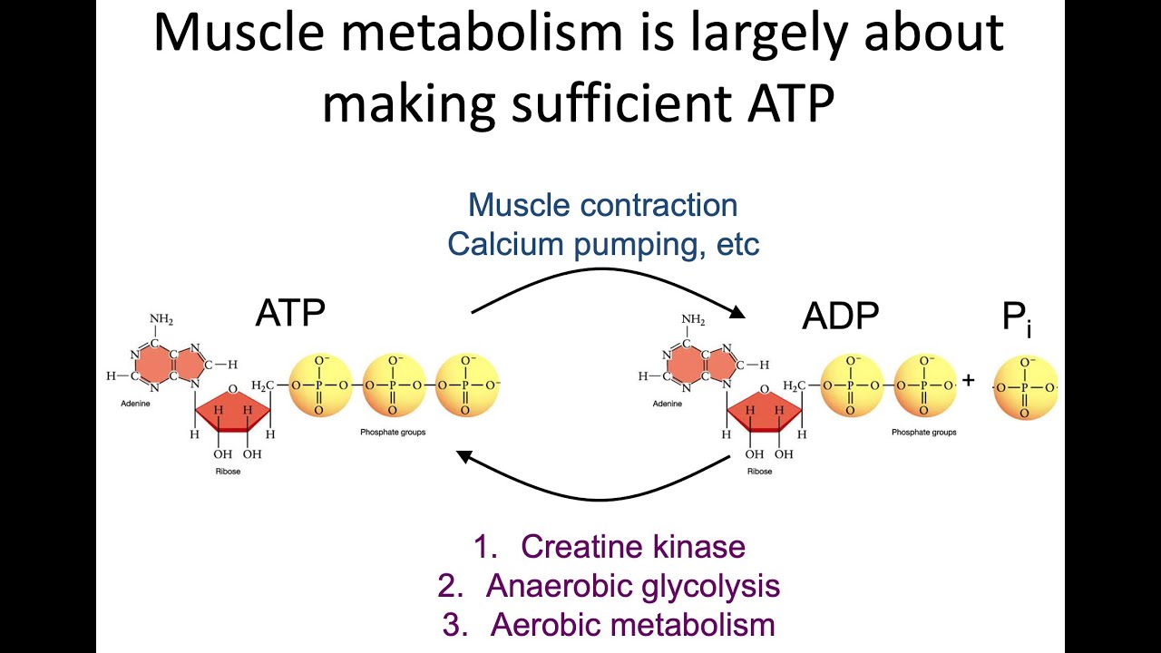 Muscle metabolism