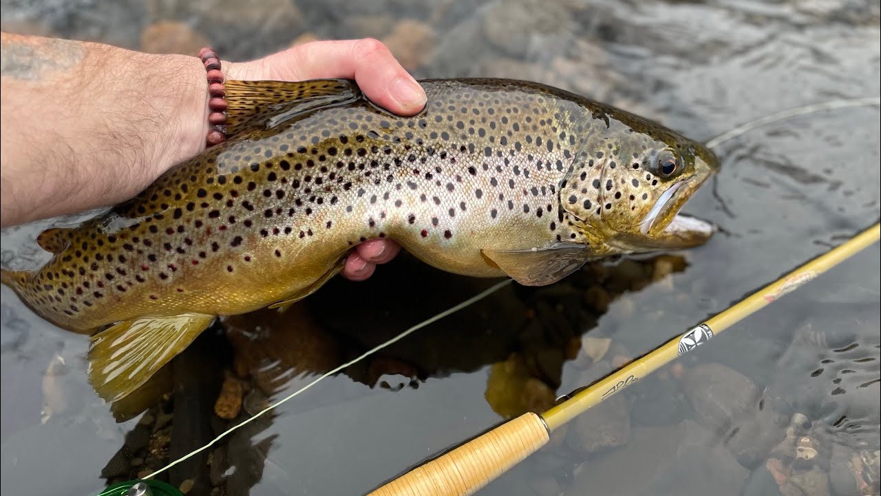 A Trout Bum Story &ldquo;THE AFTER WORK SPECIAL&rdquo;
