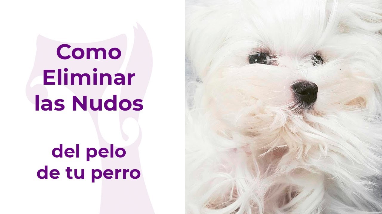 Como eliminar los nudos del pelo de mi perro, de la manera correcta.