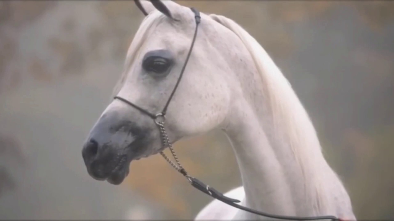 HOW TO RIDE A HORSE/ HORSE RIDING IN ISLAM