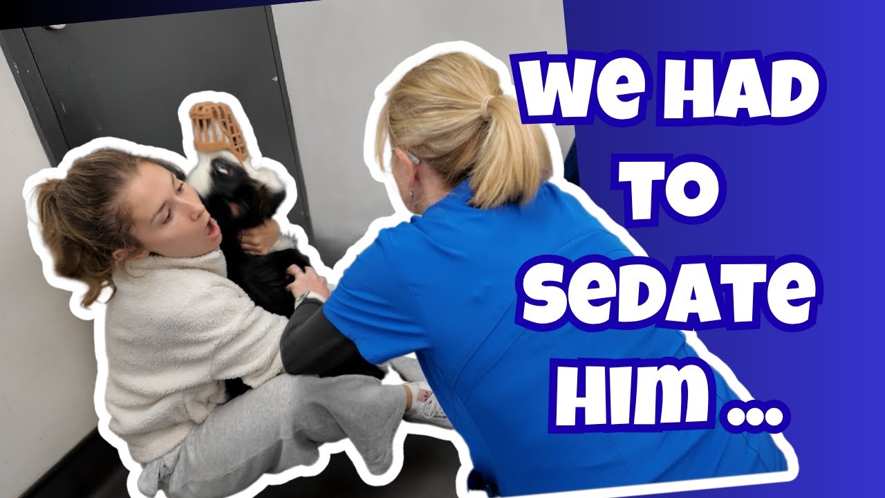 Taking My Reactive Dog to the Vet – We Had to Sedate Him for a Blood Test