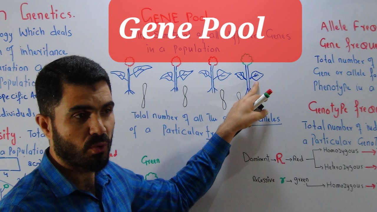 L-12 Gene Pool Explained in easy way