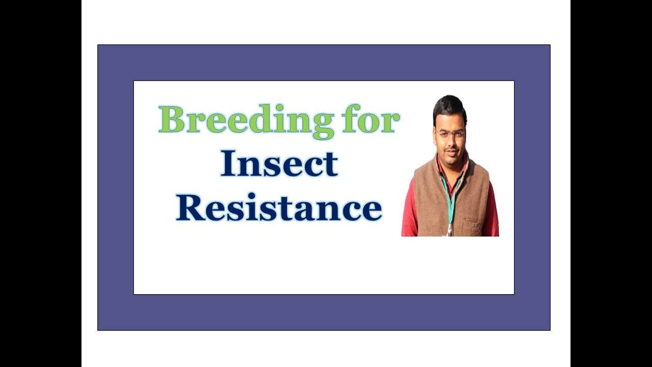 Breeding for Insect Resistance by Dr S S Bornare