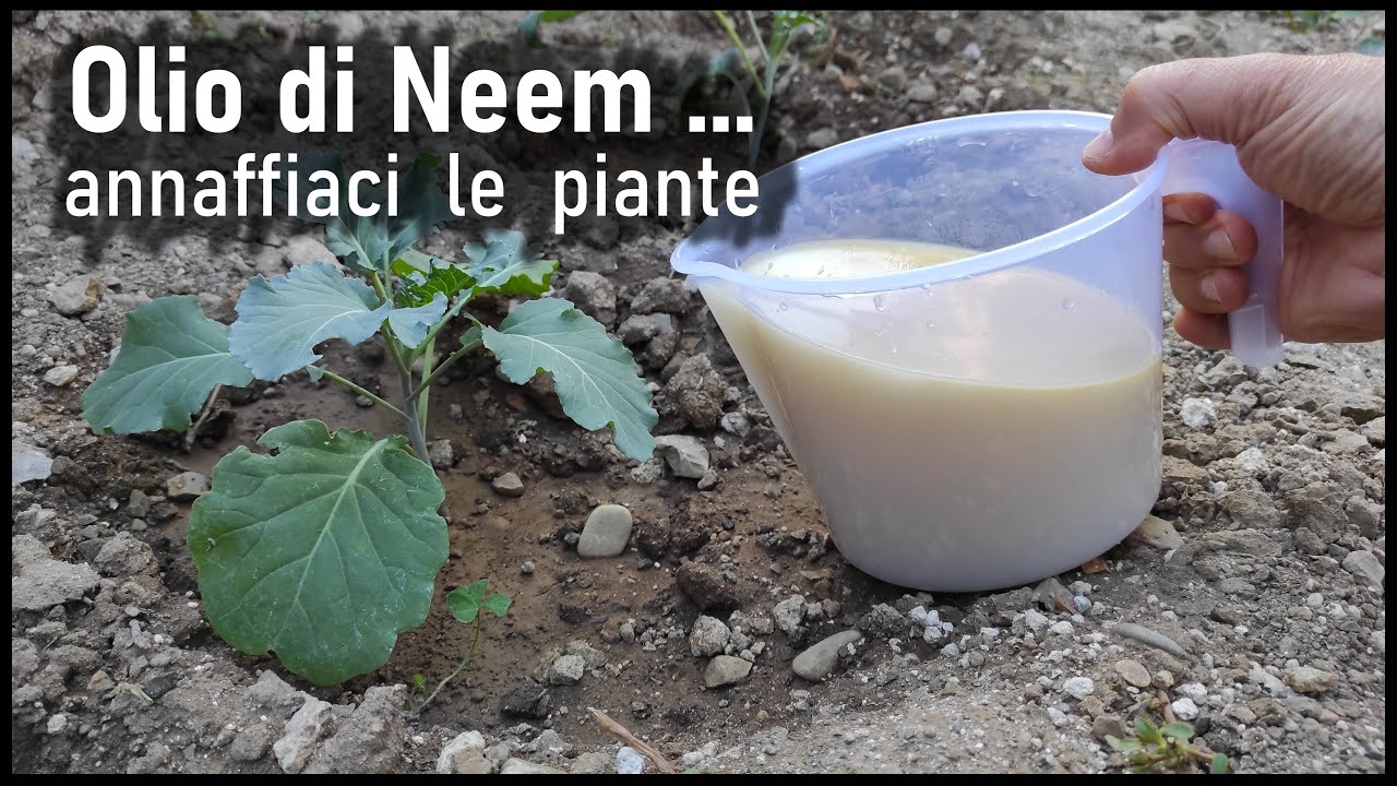 2 MOTIVI ed 1 SEGRETO per annafiare subito con l'olio di Neem le tue piante e gli ortaggi