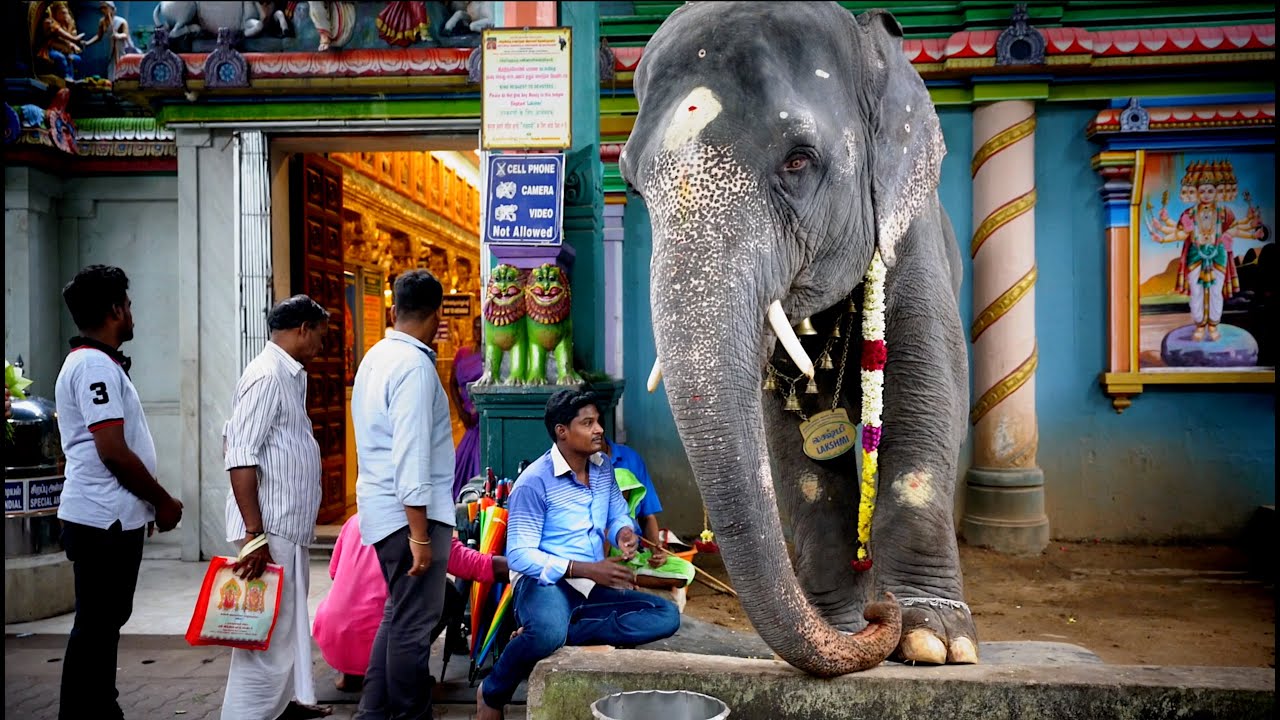 Refuse To Ride  Elephant Rescue Center #India