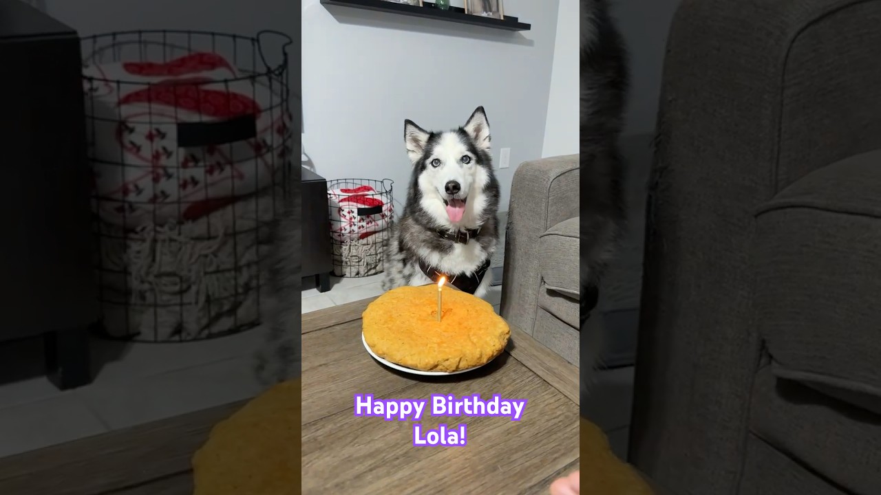 Singing Happy Birthday for Lola 🥳 #husky #huskylife #huskies #huskydog #dog #dogs #doglife