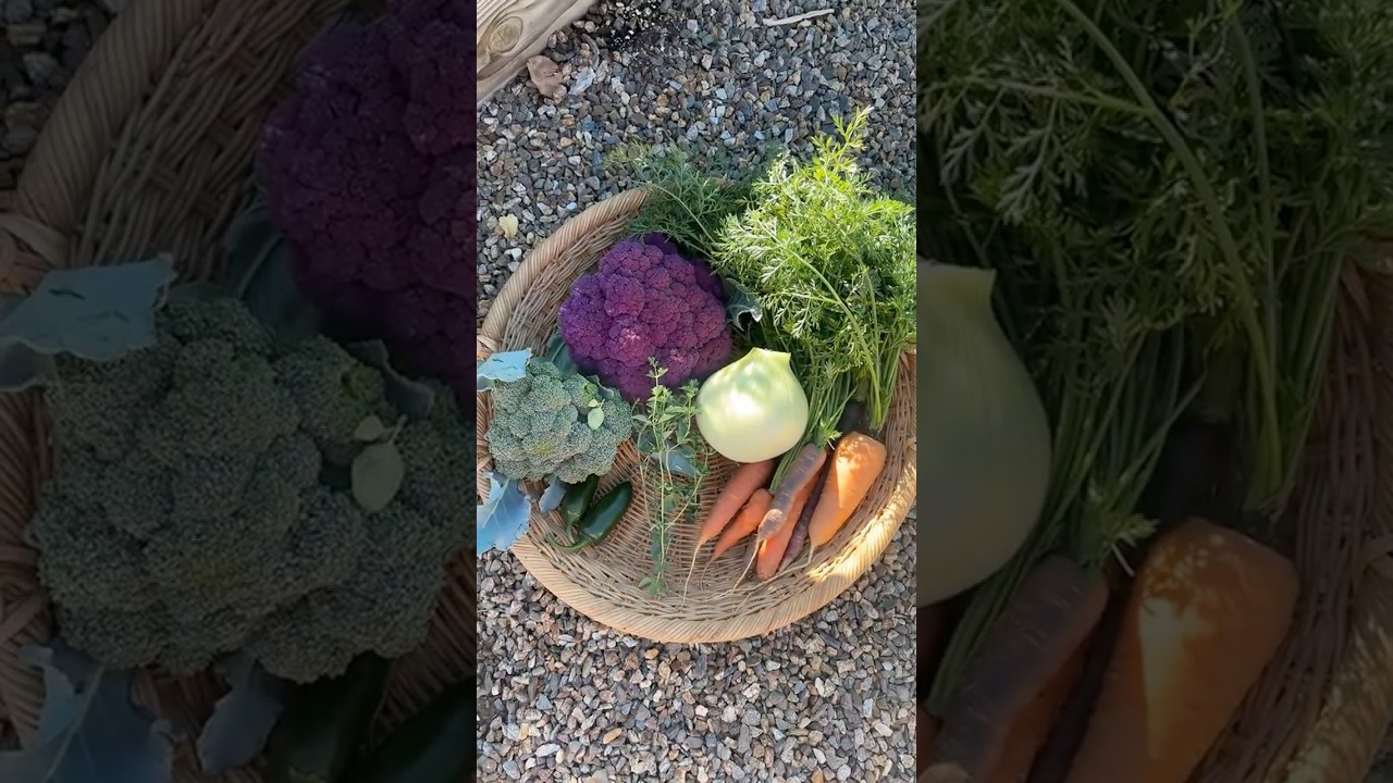 harvest and prepare dinner #harvest #garden #dinner #shorts