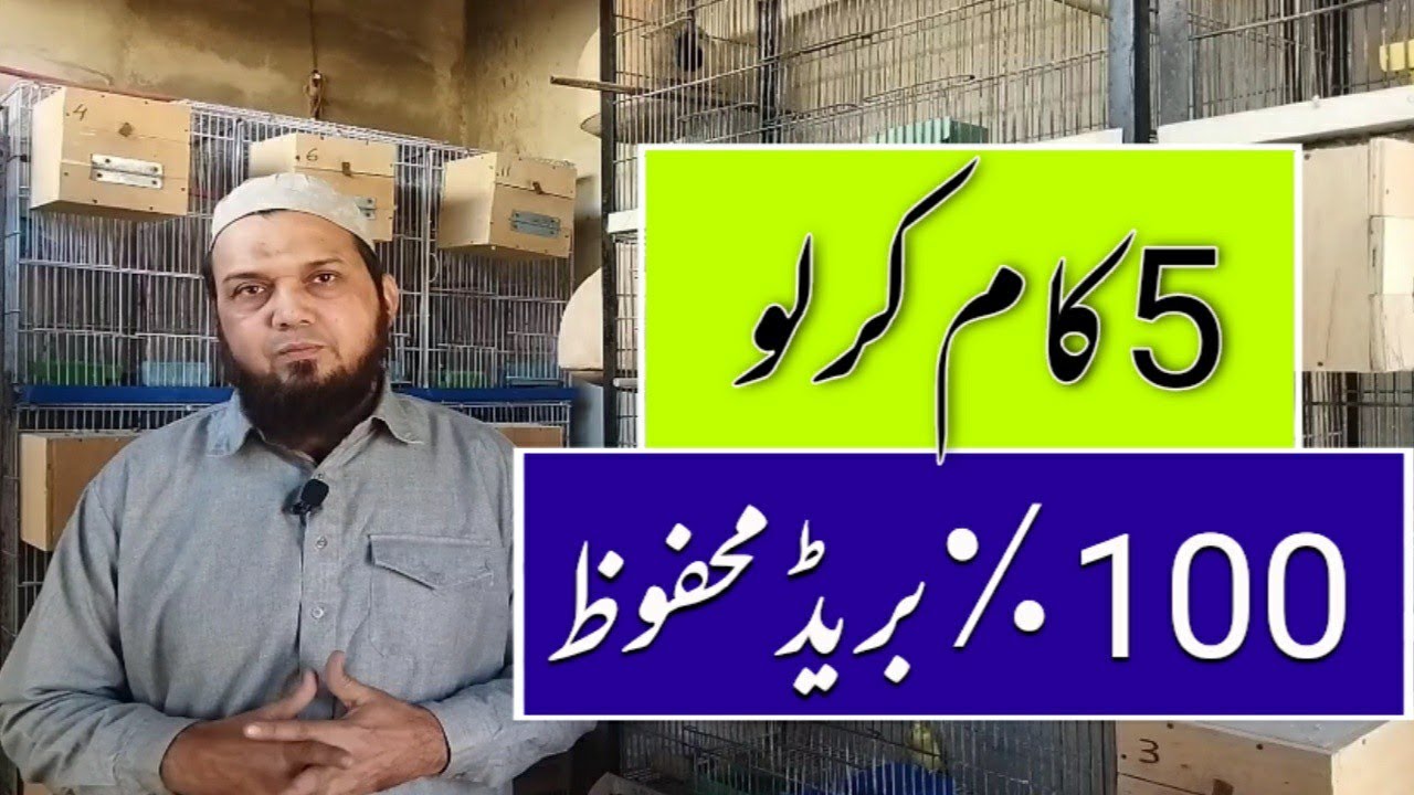 5 کام کرلو 100٪ بریڈ محفوظ|zunair birds