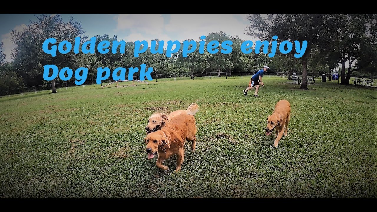Chloe and puppies Jack and Charlie enjoy a day at Barber dog park in Orlando Florida.