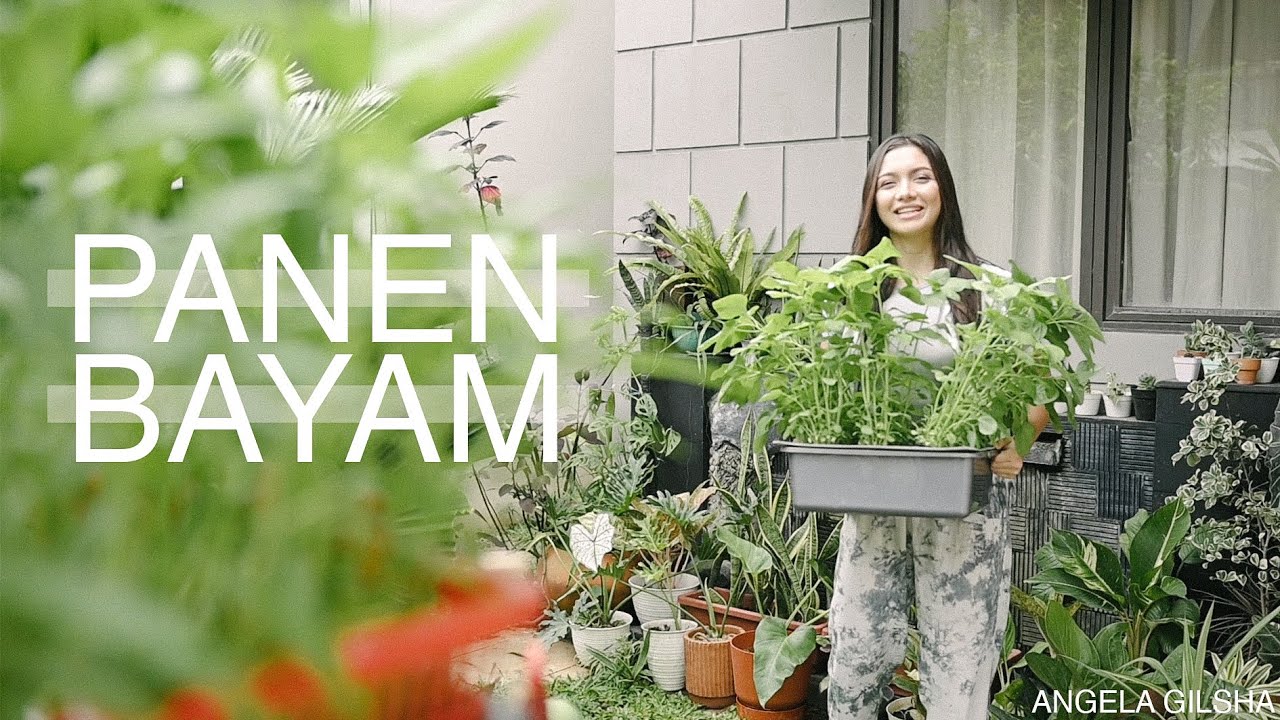 Panen Bayam | Hidroponik #Eps2