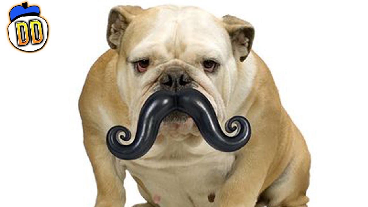 15 Useless Pet Toys & Products