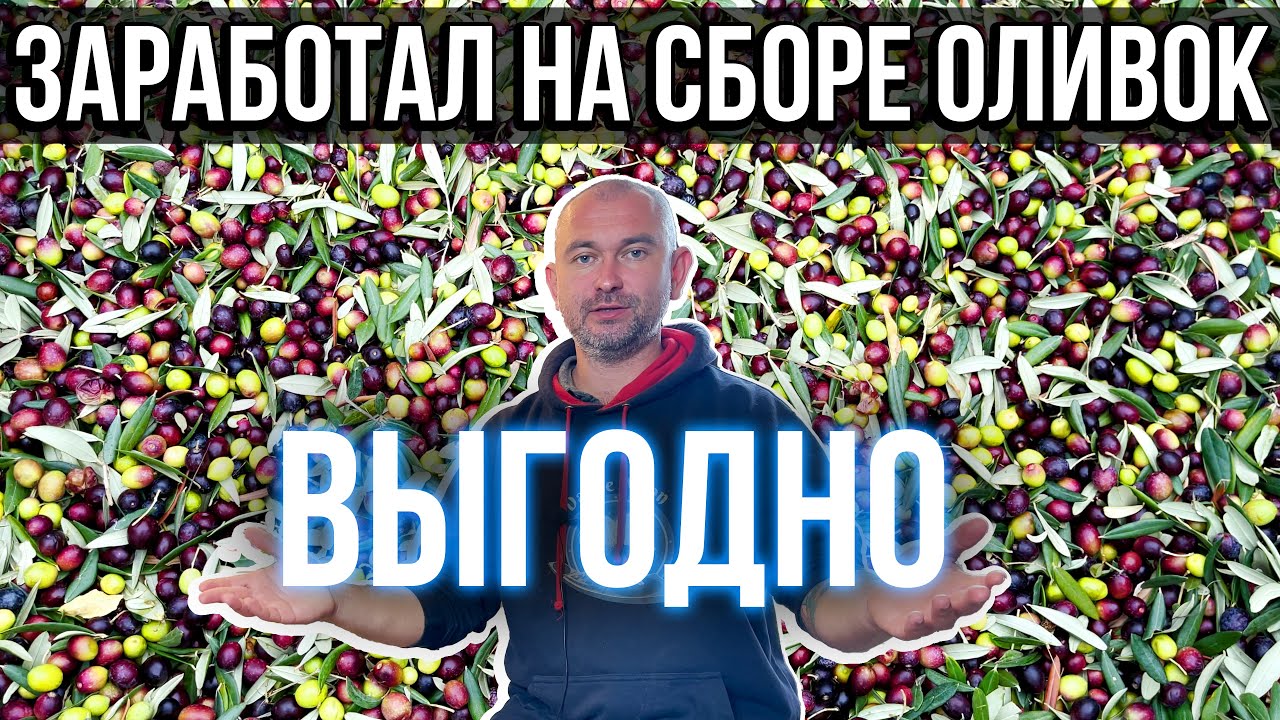 Сколько я заработал на сборе оливок в Италии. Выгодно!