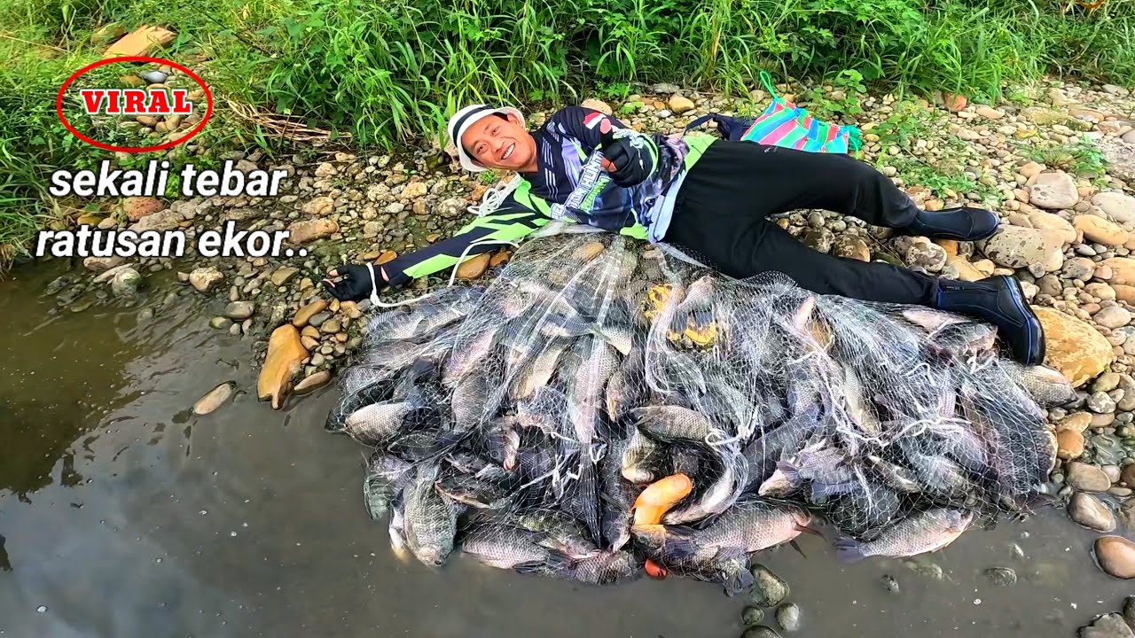 viral..!! panen ratusan ikan cuma sekali tebar jala..😱 menjala ikan di sini memang tiada duanya..‼️