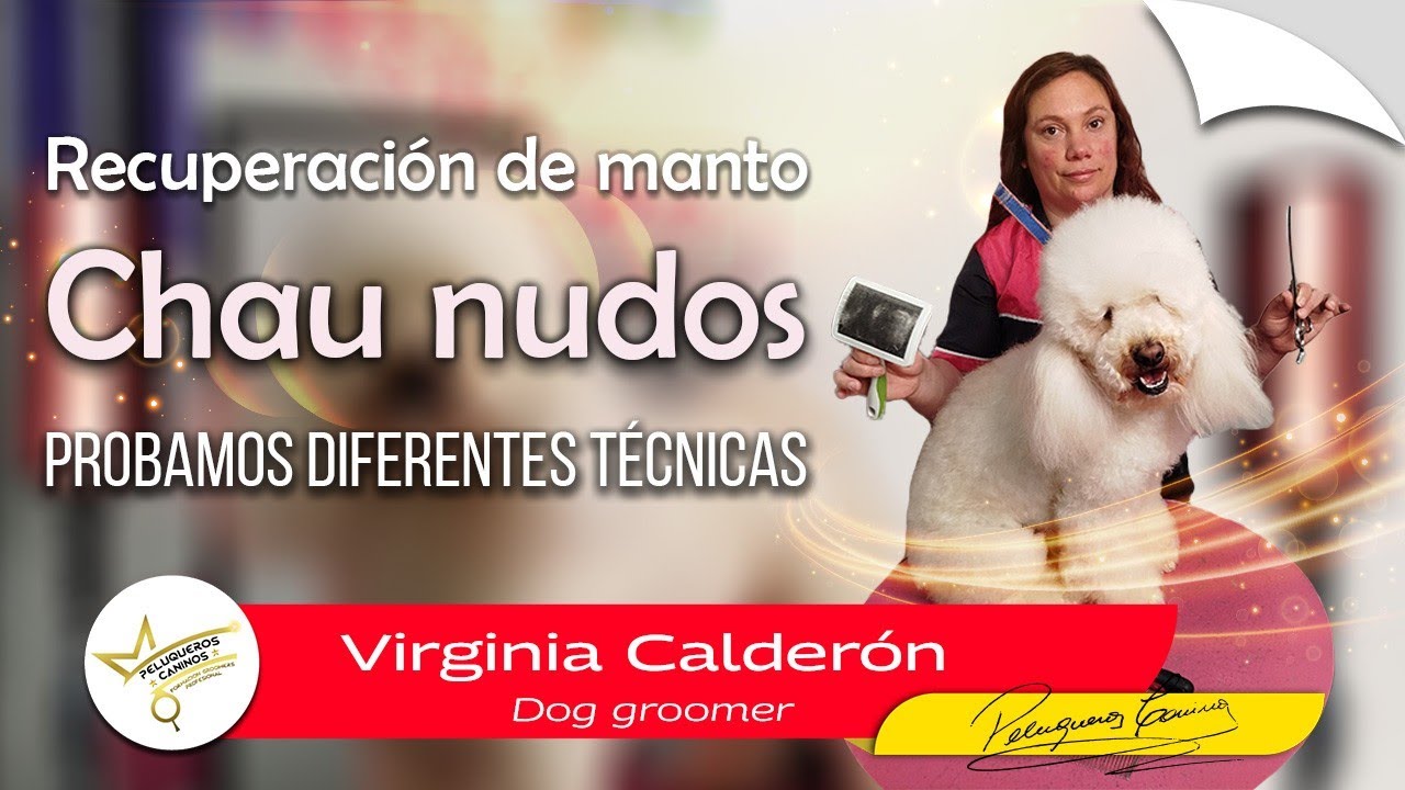 Recuperación de manto desanudado. Peluquería Canina. Eliminar nudos en el manto rizado de un caniche