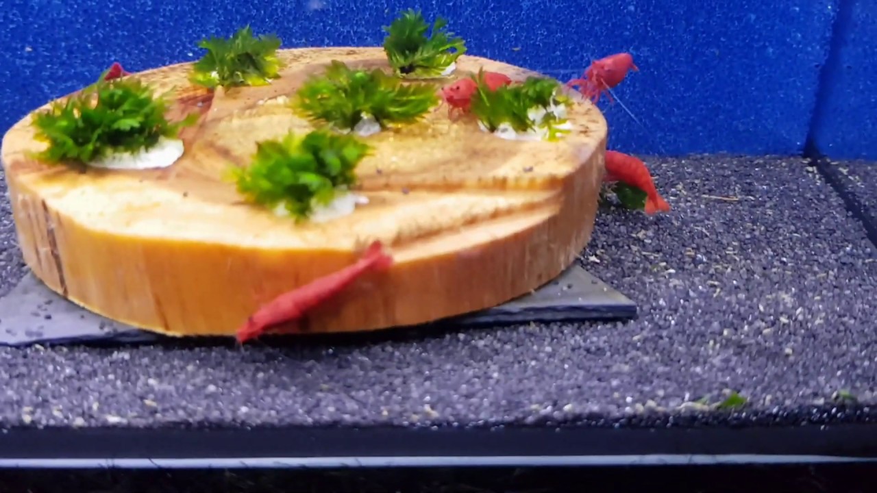 Shrimp World Cup - Kalkar'19 (Neos) - TropicalShirmps.es
