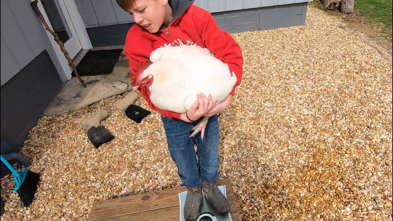 World Record Cobb 500 Chicken, Meat Thermometer, & MAIL ! ! !
