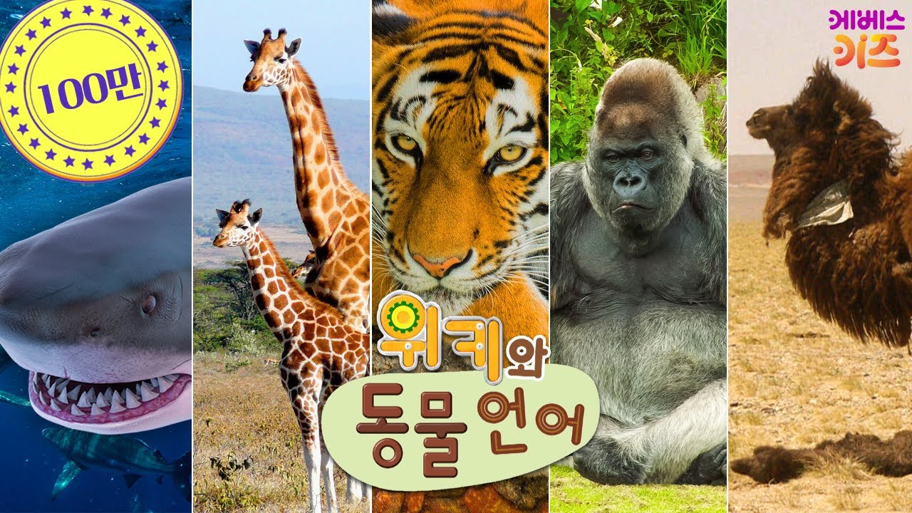 상어, 기린, 호랑이, 고릴라, 낙타는 영어로?ㅣ영어 배우기ㅣ위키와 동물언어_영어ㅣ자동공부책상 위키ㅣKBS 방송