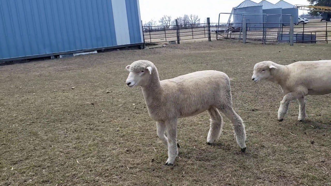 Corriedale Ewes