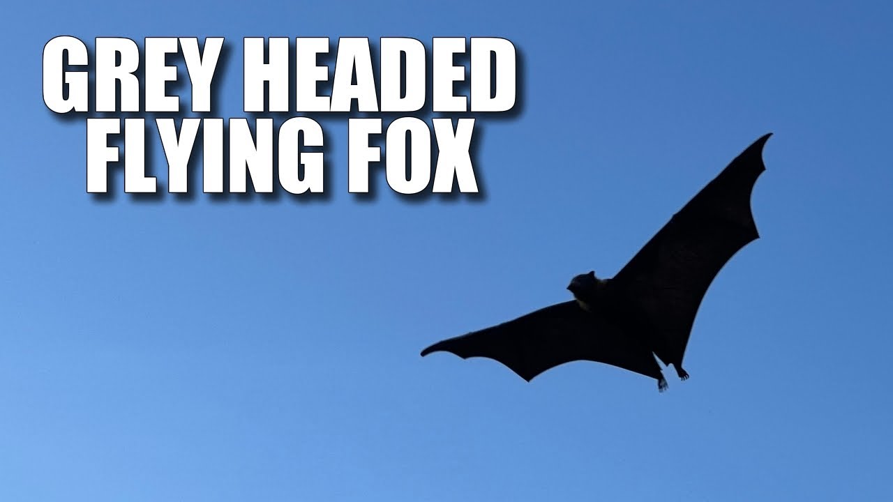 Grey Headed Flying Fox Facts: the Australian FRUIT BAT 🦇