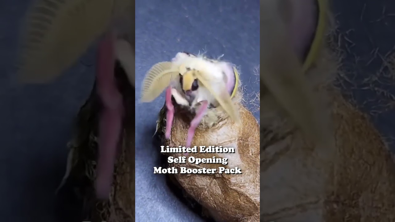Self Opening Moth Booster Pack
